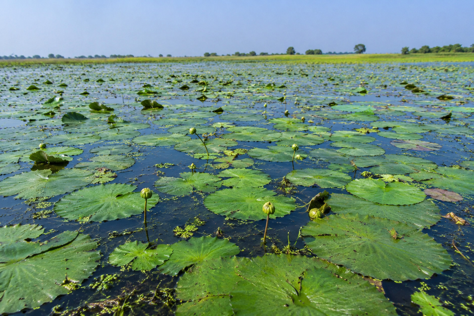 Farm-grown makhana source